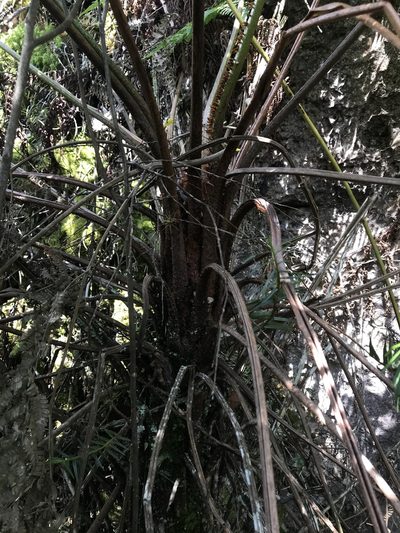 Cyathea lindeniana, photographed by Nicolás Baresch Uribe