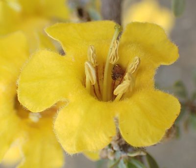 Rhigozum obovatum, photographed by Nicola van Berkel
