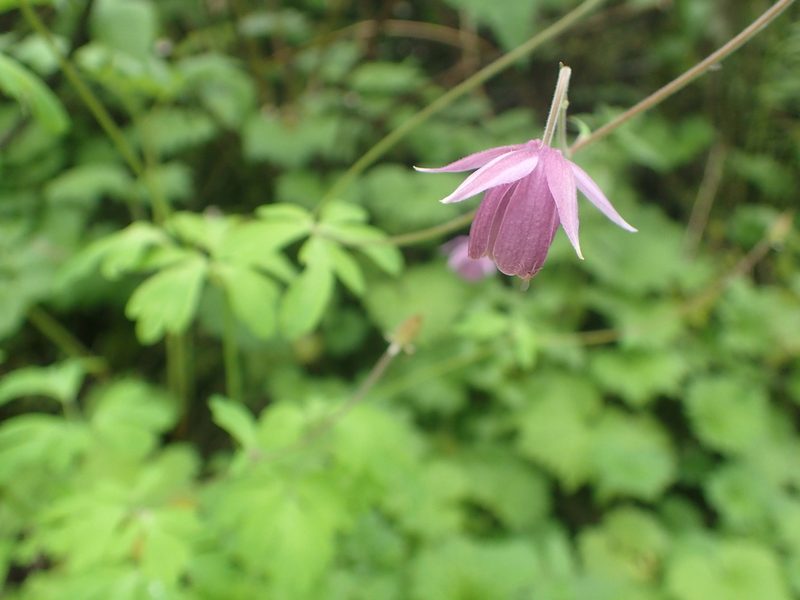 Aquilegia ecalcarata, photographed by Étienne Léveillé-Bourret