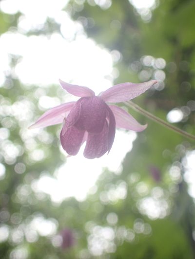 Aquilegia ecalcarata, photographed by Étienne Léveillé-Bourret