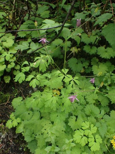 Aquilegia ecalcarata, photographed by Étienne Léveillé-Bourret
