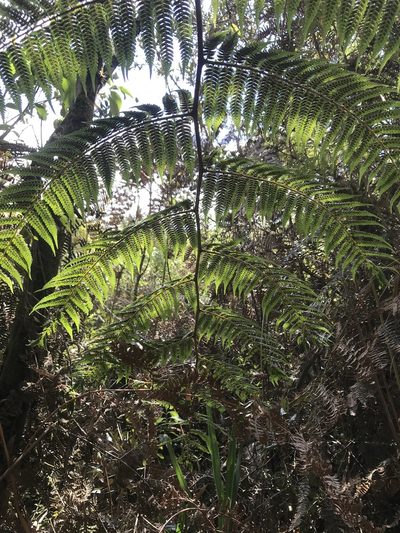 Cyathea lindeniana, photographed by Nicolás Baresch Uribe