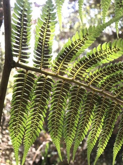 Cyathea lindeniana, photographed by Nicolás Baresch Uribe