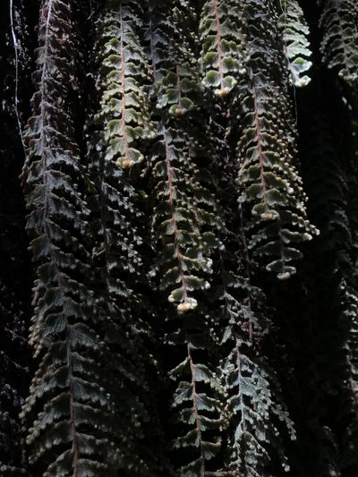 Hymenophyllum tomentosum, photographed by Nicolás Baresch Uribe