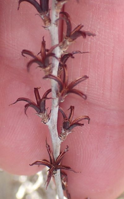 Adromischus cooperi, photographed by Nicola van Berkel