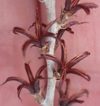 Adromischus cooperi, photographed by Nicola van Berkel