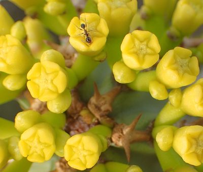 Euphorbia radyeri, photographed by Nicola van Berkel