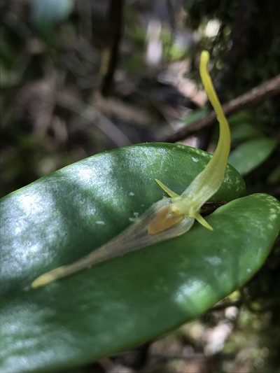 Pleurothallis microcardia, photographed by Nicolás Baresch Uribe