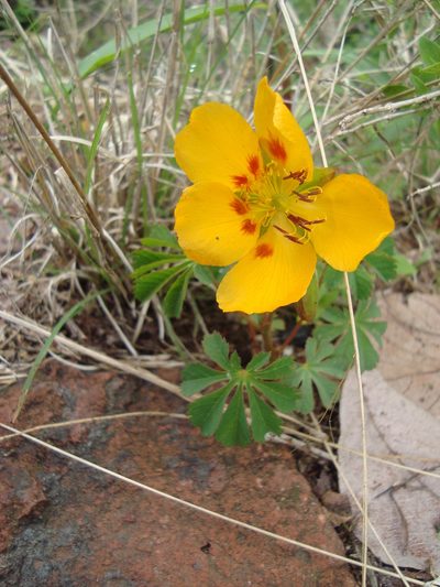 Cochlospermum palmatifidum, photographed by Ana Nuño