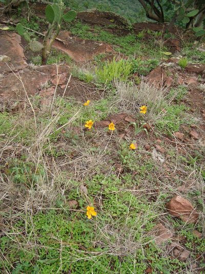 Cochlospermum palmatifidum, photographed by Ana Nuño