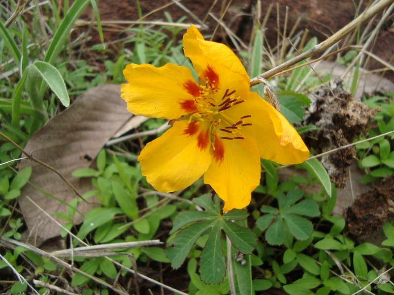 Cochlospermum palmatifidum, photographed by Ana Nuño