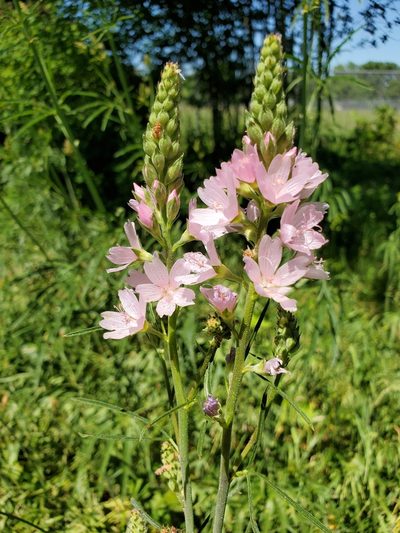 Sidalcea campestris, photographed by Mary Lynn Roush
