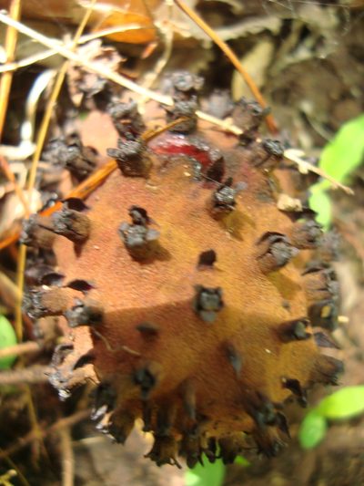 Bdallophytum andrieuxii, photographed by Ana Nuño