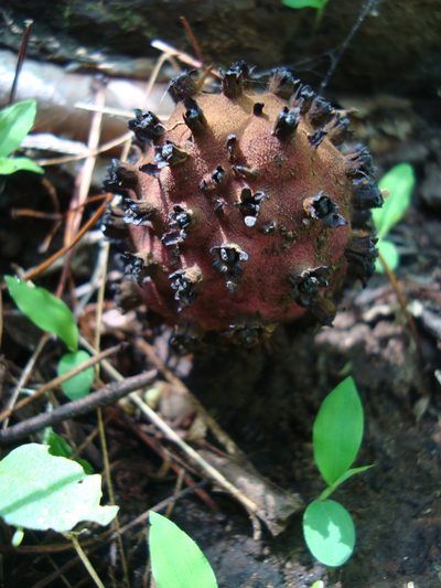 Bdallophytum andrieuxii, photographed by Ana Nuño