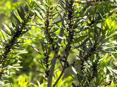 Myrica californica, photographed by Rudyard