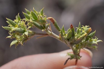 Chorizanthe watsonii, photographed by Tim Messick