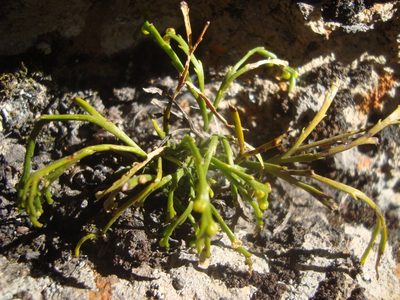 Psilotum complanatum, photographed by Ana Nuño
