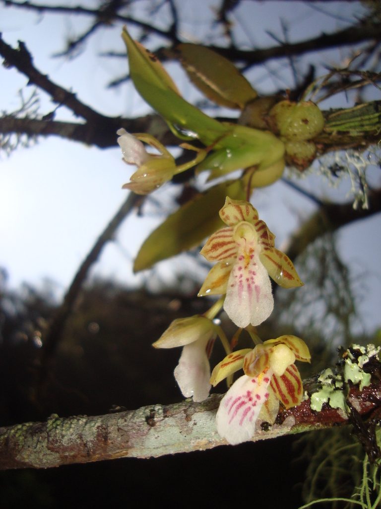 Leochilus crocodiliceps, photographed by Ana Nuño