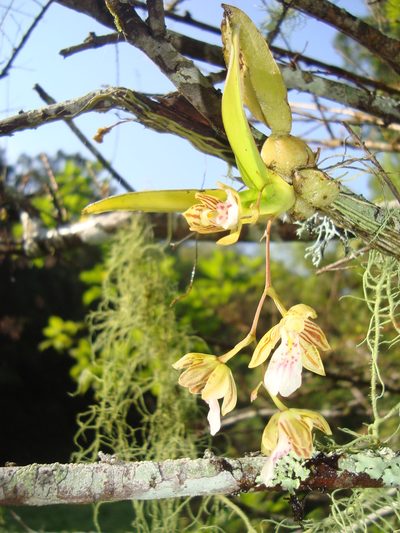 Leochilus crocodiliceps, photographed by Ana Nuño