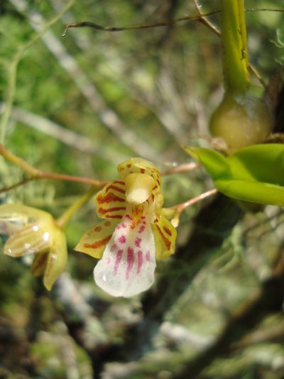 Leochilus crocodiliceps, photographed by Ana Nuño