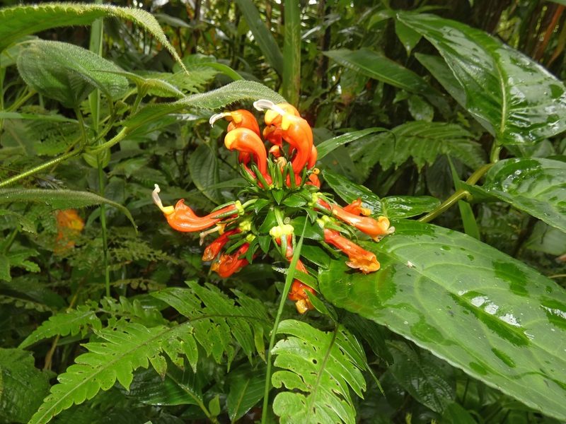 Centropogon granulosus, photographed by Kai Squires