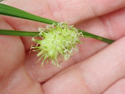 Carex bullata, photographed by Lynn Harper