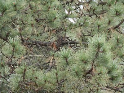 Pinus hartwegii, photographed by Leticia Jiménez Hernández