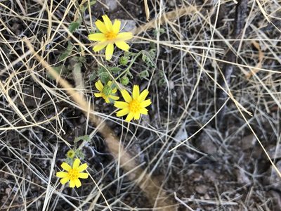 Perityle californica, photographed by Enrique Martínez Núñez