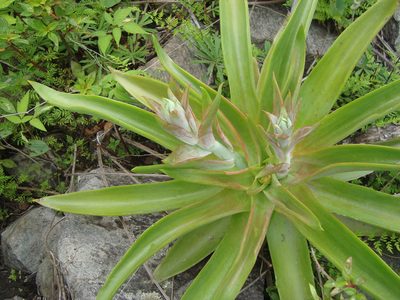 Echeveria novogaliciana, photographed by Ana Nuño