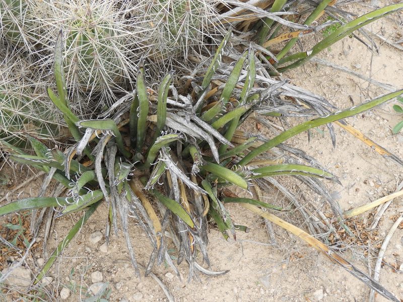Yucca endlichiana, photographed by Leticia Jiménez Hernández