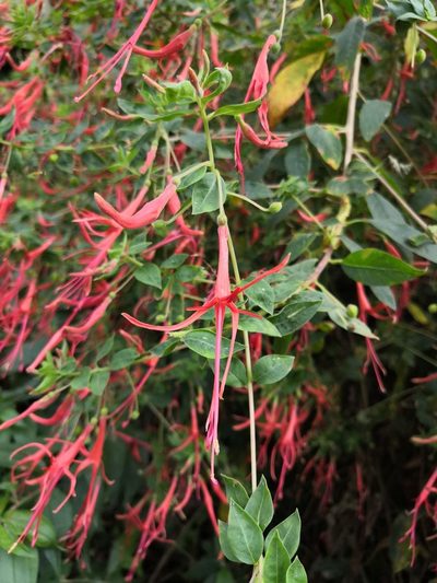 Lopezia semeiandra, photographed by Ana Nuño