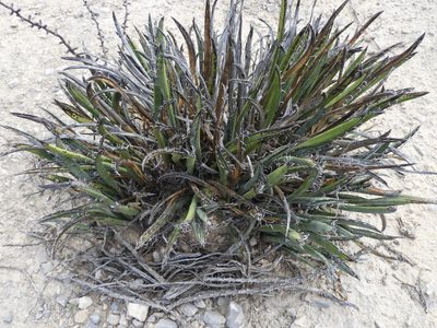 Yucca endlichiana, photographed by Leticia Jiménez Hernández