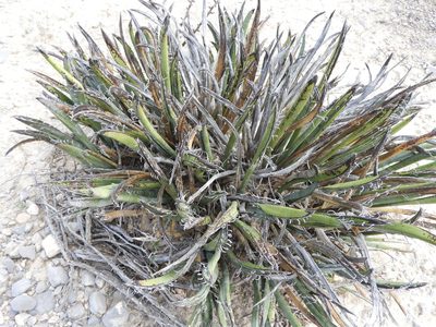Yucca endlichiana, photographed by Leticia Jiménez Hernández