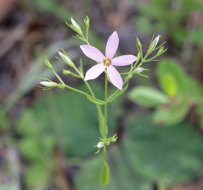Sabatia brachiata, photographed by Lauren McLaurin