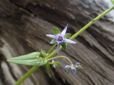 Halenia elliptica, photographed by Étienne Léveillé-Bourret