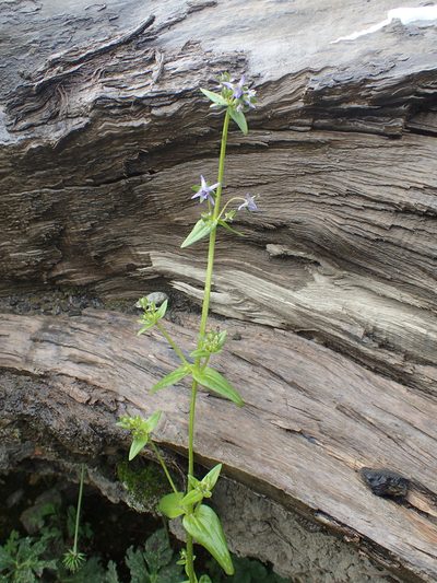 Halenia elliptica, photographed by Étienne Léveillé-Bourret