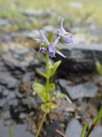 Halenia elliptica, photographed by Étienne Léveillé-Bourret