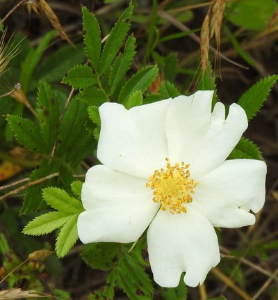 Rosa foliolosa, photographed by saltyhiker