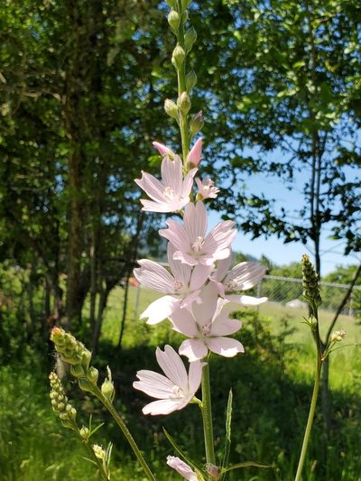 Sidalcea campestris, photographed by Mary Lynn Roush