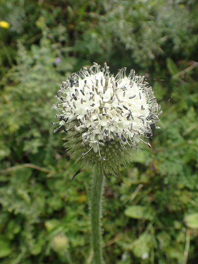 Dipsacus chinensis, photographed by Étienne Léveillé-Bourret