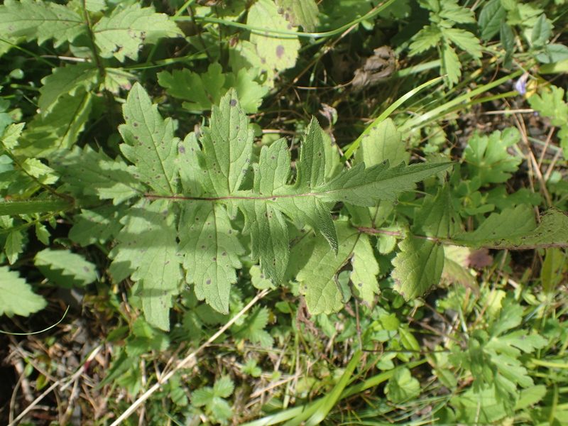 Dipsacus chinensis, photographed by Étienne Léveillé-Bourret