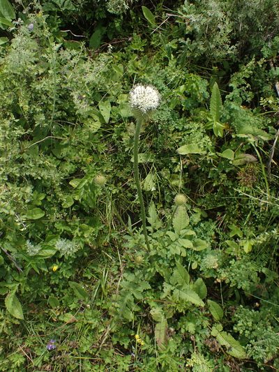 Dipsacus chinensis, photographed by Étienne Léveillé-Bourret
