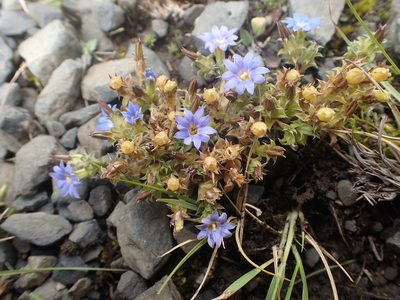 Gentiana squarrosa, photographed by Étienne Léveillé-Bourret
