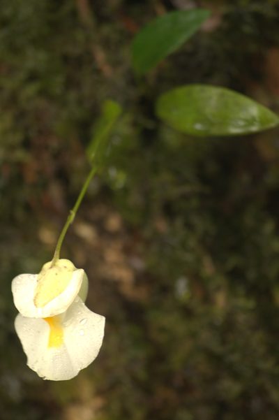 Utricularia alpina, photographed by JR Ferrer-Paris