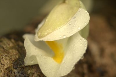 Utricularia alpina, photographed by JR Ferrer-Paris