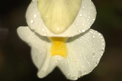 Utricularia alpina, photographed by JR Ferrer-Paris