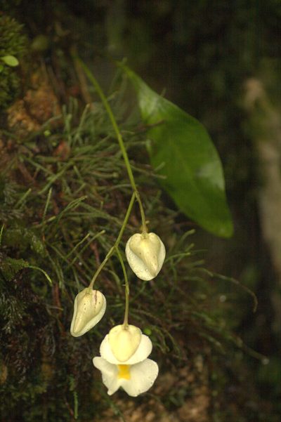 Utricularia alpina, photographed by JR Ferrer-Paris