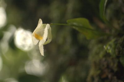 Utricularia alpina, photographed by JR Ferrer-Paris
