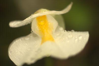 Utricularia alpina, photographed by JR Ferrer-Paris