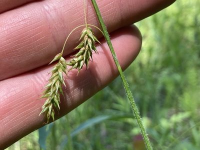 Carex castanea, photographed by Derek